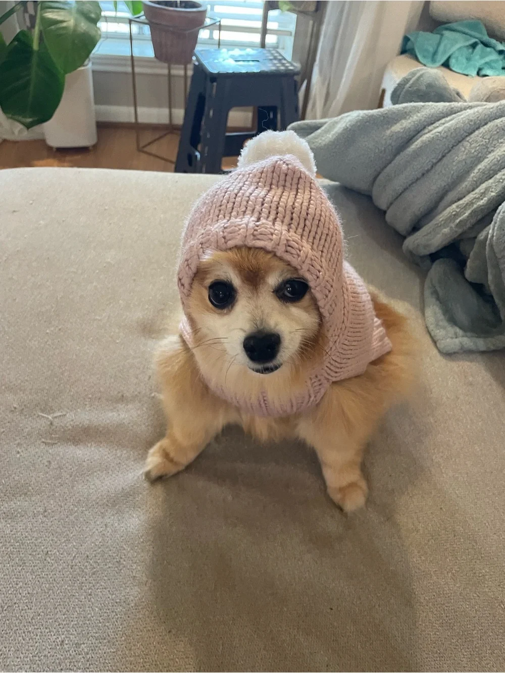 Top Paw Pink Knit Pom Pom Sweater